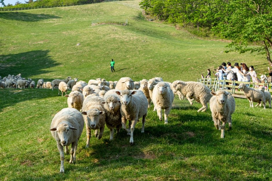 Daegwallyeong Sheep Farm